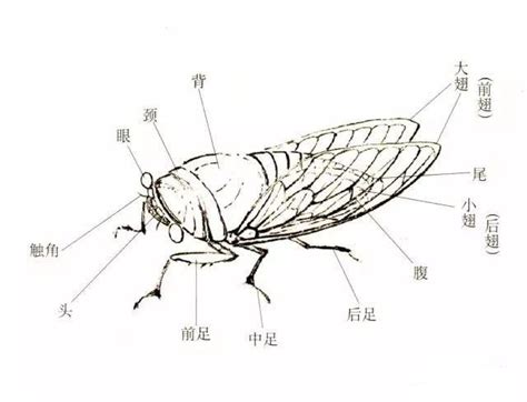 蟬在窗戶 鳳凰穴